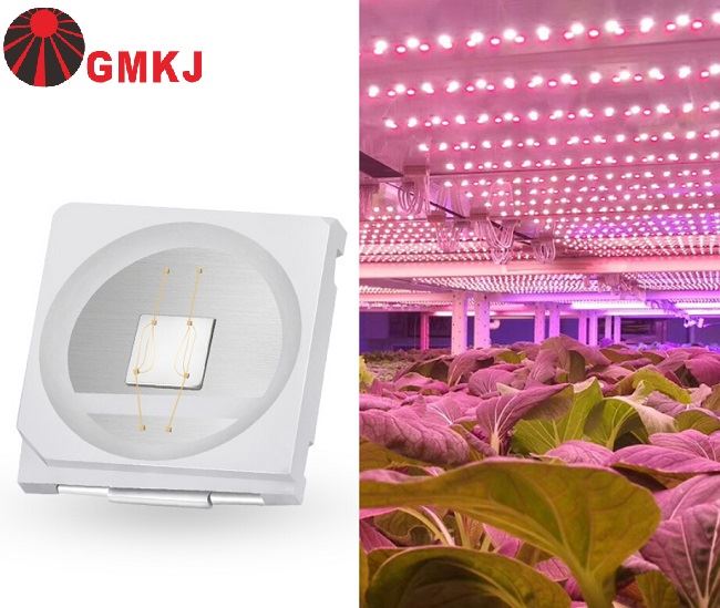 Royal blue led 450nm SMD